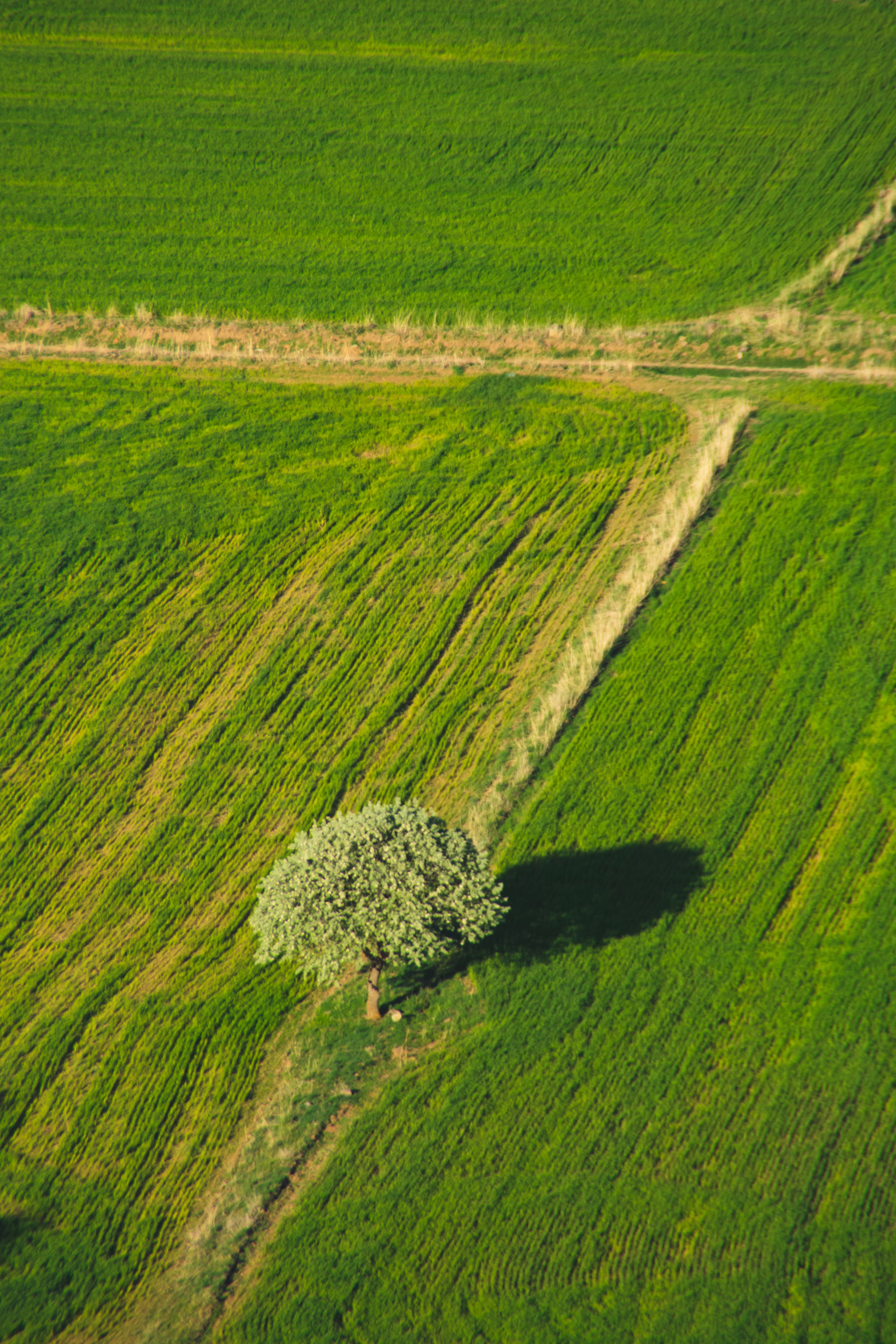 Lone Tree in Verdant Field Aerial View · Free Stock Photo