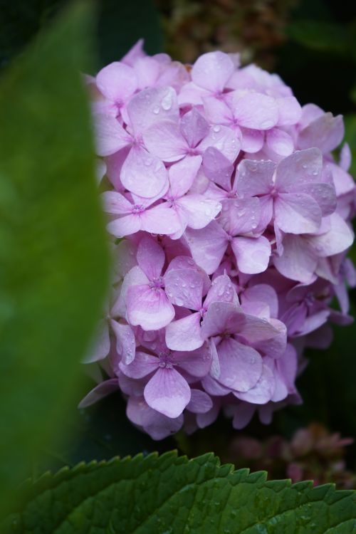 Free Close-up of a pink hydrangea flower with fresh dew drops in Stockholm. Stock Photo