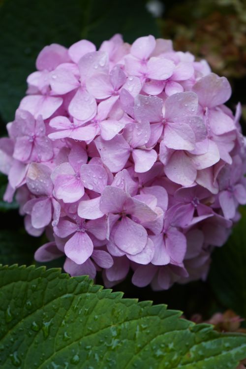 Close-up of Pink Hydrangea Blooms in Full Detail · Free Stock Photo