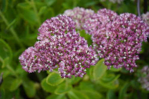 Free Close-up of pink Sedum flowers in full bloom in a Stockholm garden, showcasing vibrant color. Stock Photo
