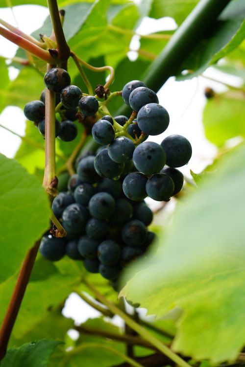 Free Close-up of ripe black grapes hanging on a vine amidst green leaves, captured in Stockholm, Sweden. Stock Photo