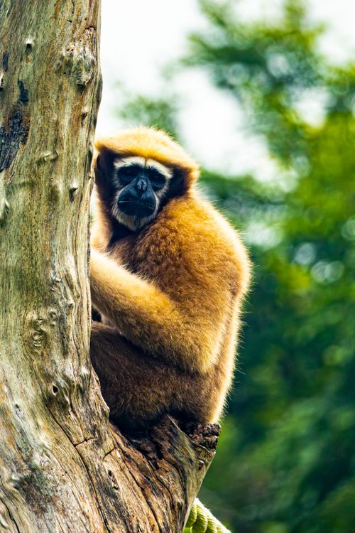 Free A golden gibbon perched on a tree in a lush green forest setting during daytime. Stock Photo