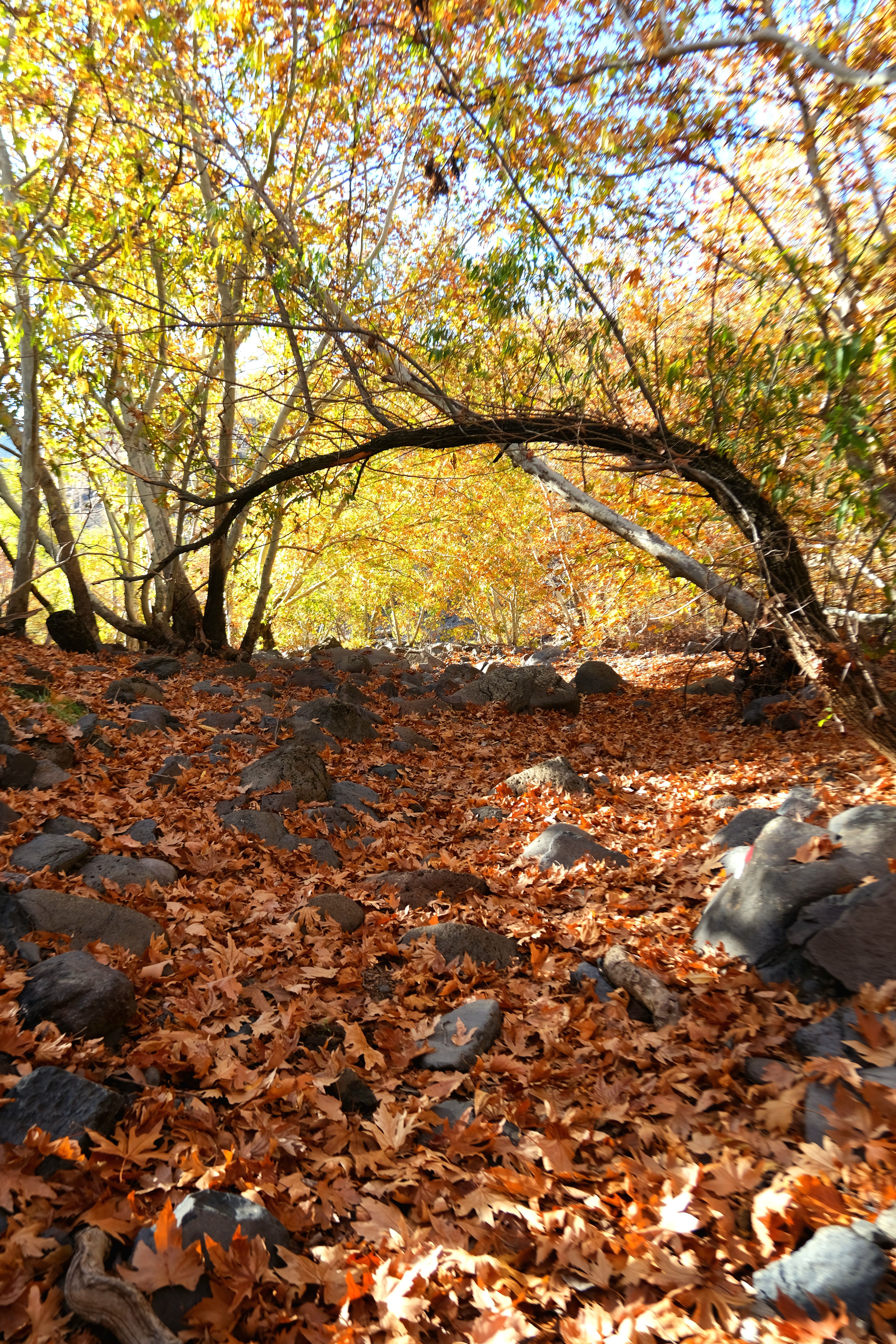 Serene Autumn Forest Pathway with Fallen Leaves · Free Stock Photo