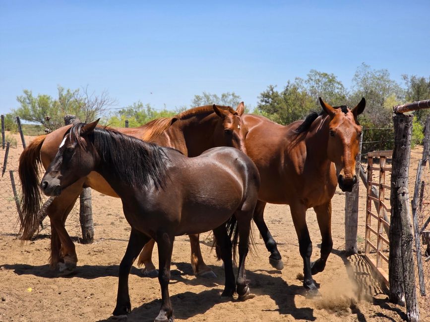 horse hoof thrush remedy
