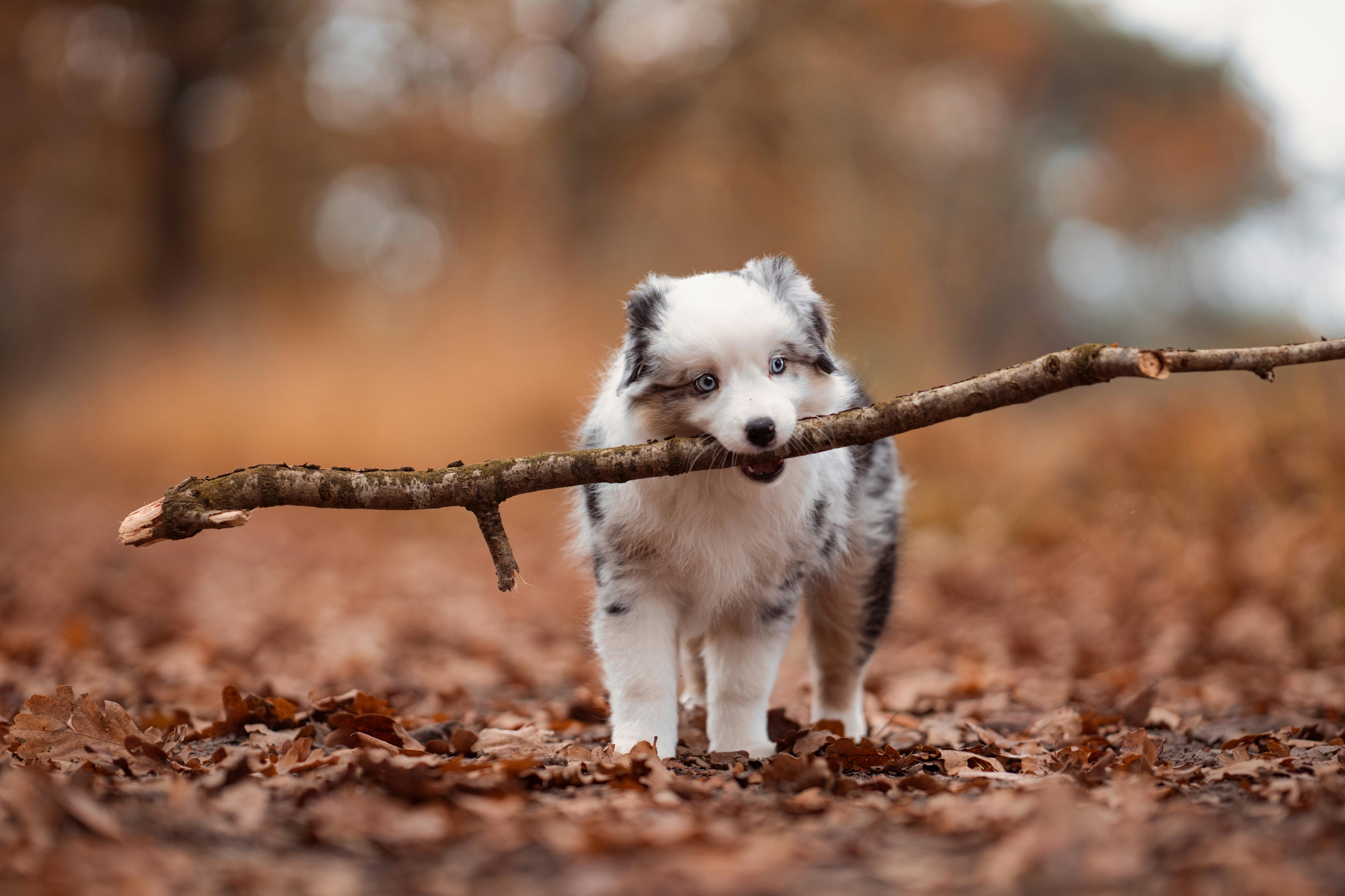 銅鑼杭菊生活節盛大開幕，賞秋日最美風景與文化饗宴