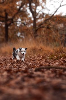 Cute puppy joyfully running through fall forest with autumn leaves.