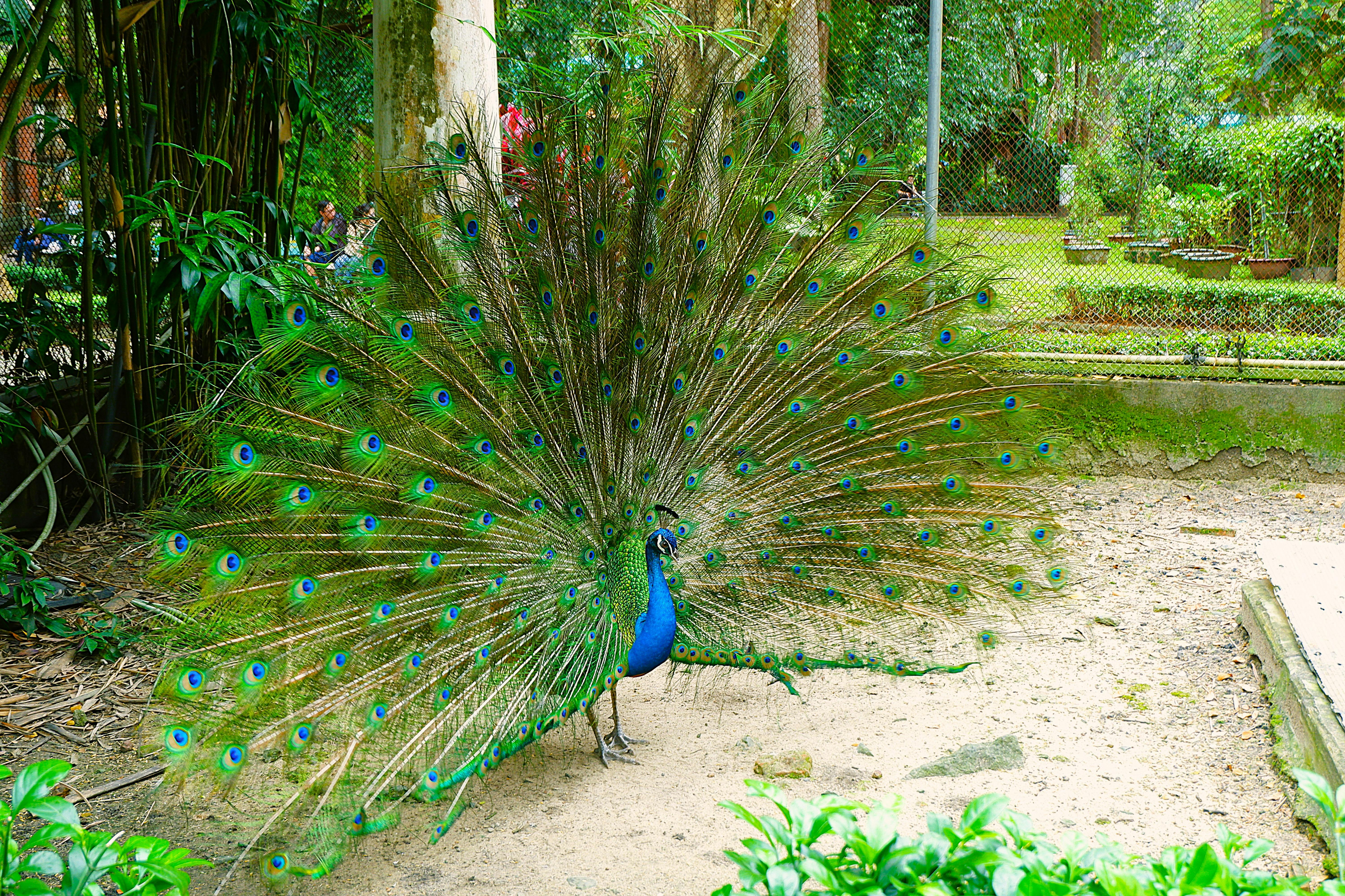 The $12 Peacock Gauntlet: Your Year-Long Strategic Plan to Conquer the Black Friday Deal