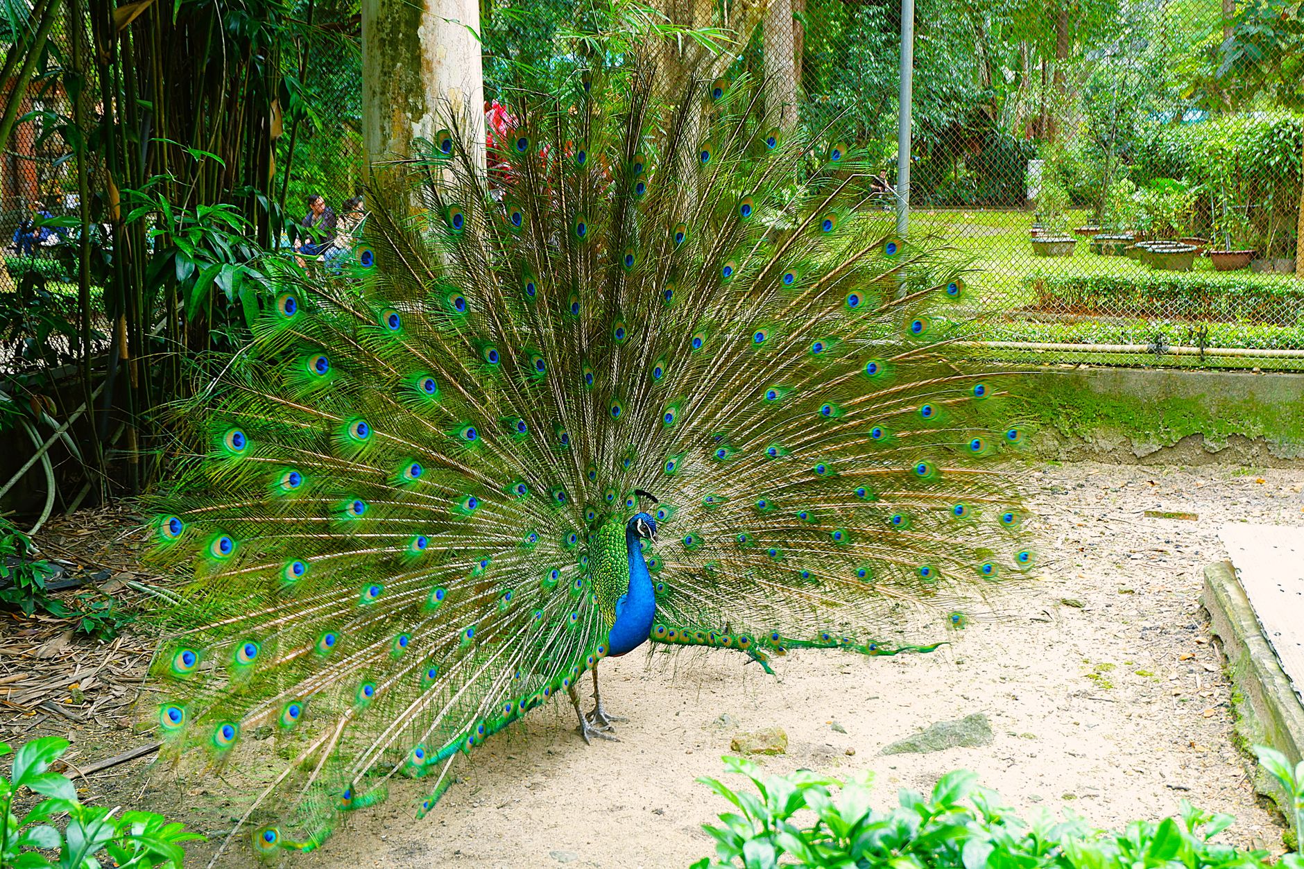 A majestic peacock showcasing its colorful feathers in a botanical garden setting in Ho Chi Minh City Zoo, Vietnam.