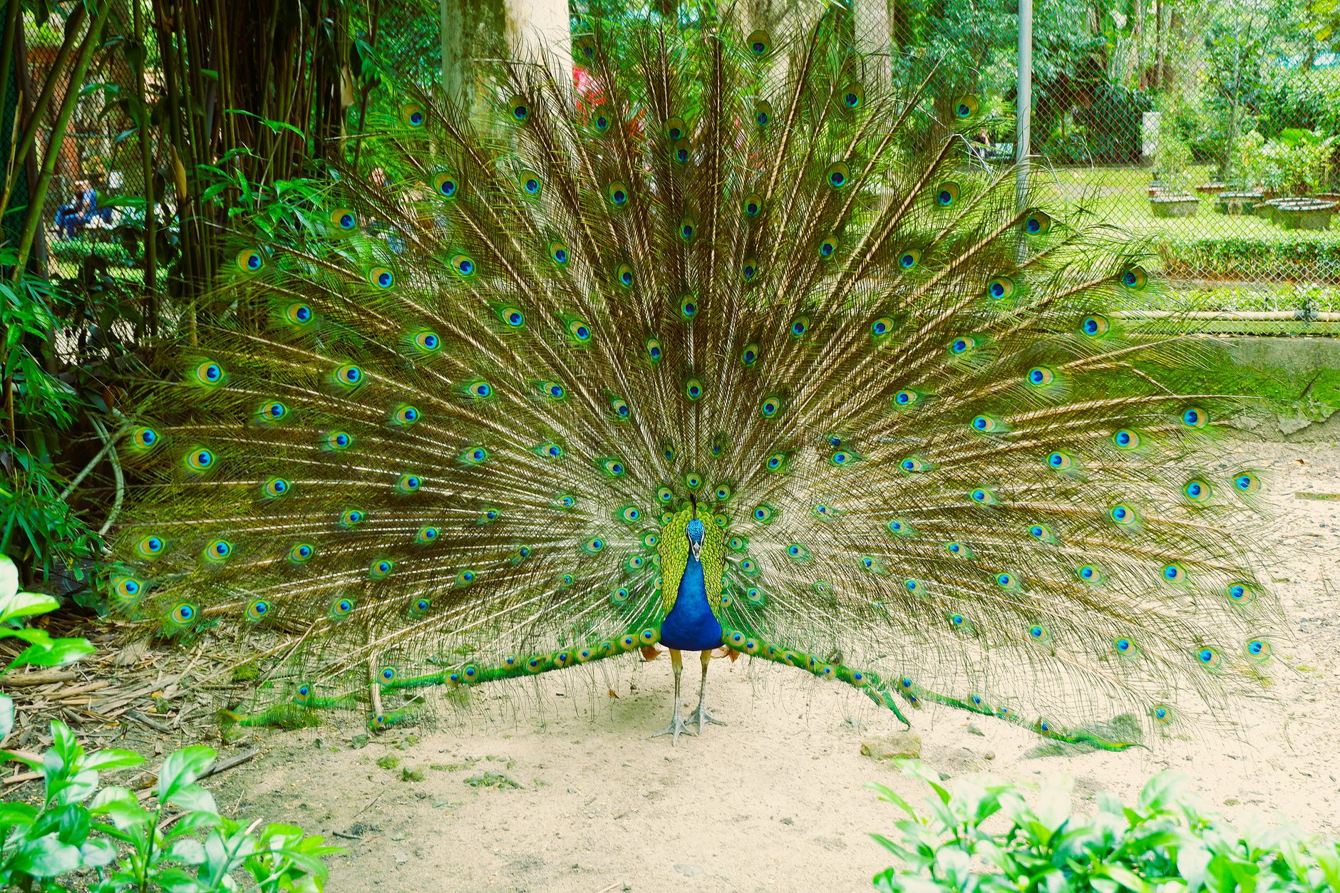 A magnificent peacock displaying its vibrant feathers in a botanical garden setting in Ho Chi Minh City, Vietnam.