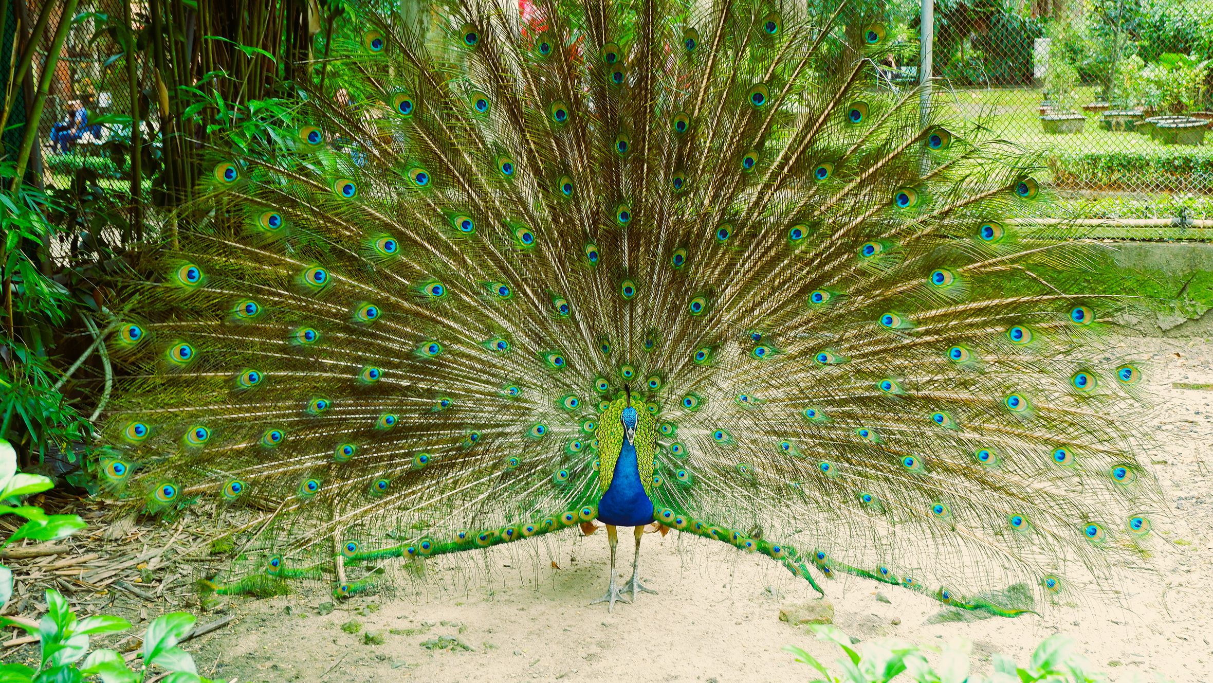 A magnificent peacock displaying its vibrant feathers in a botanical garden setting in Ho Chi Minh City, Vietnam.