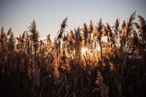 Free Captivating view of sunlit reeds in Slovenia during autumn, highlighting nature's serene beauty. Stock Photo