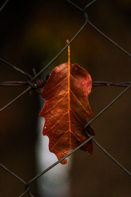 Free Close-up of a solitary brown autumn oak leaf caught on a fence in Preševo, Serbia. Stock Photo