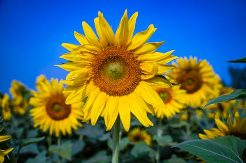 Fotobanka s bezplatnými fotkami na tému botanický, dedinský, farba