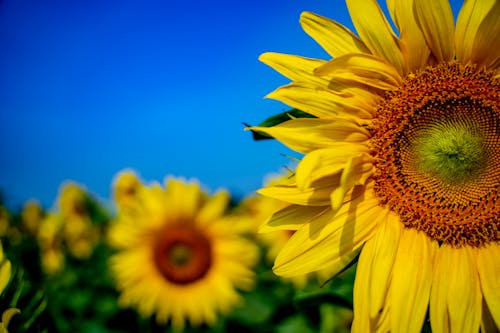 Fotobanka s bezplatnými fotkami na tému botanický, dedinský, farba