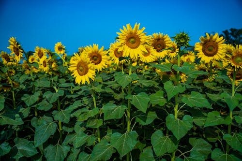 Fotobanka s bezplatnými fotkami na tému botanický, dedinský, farba