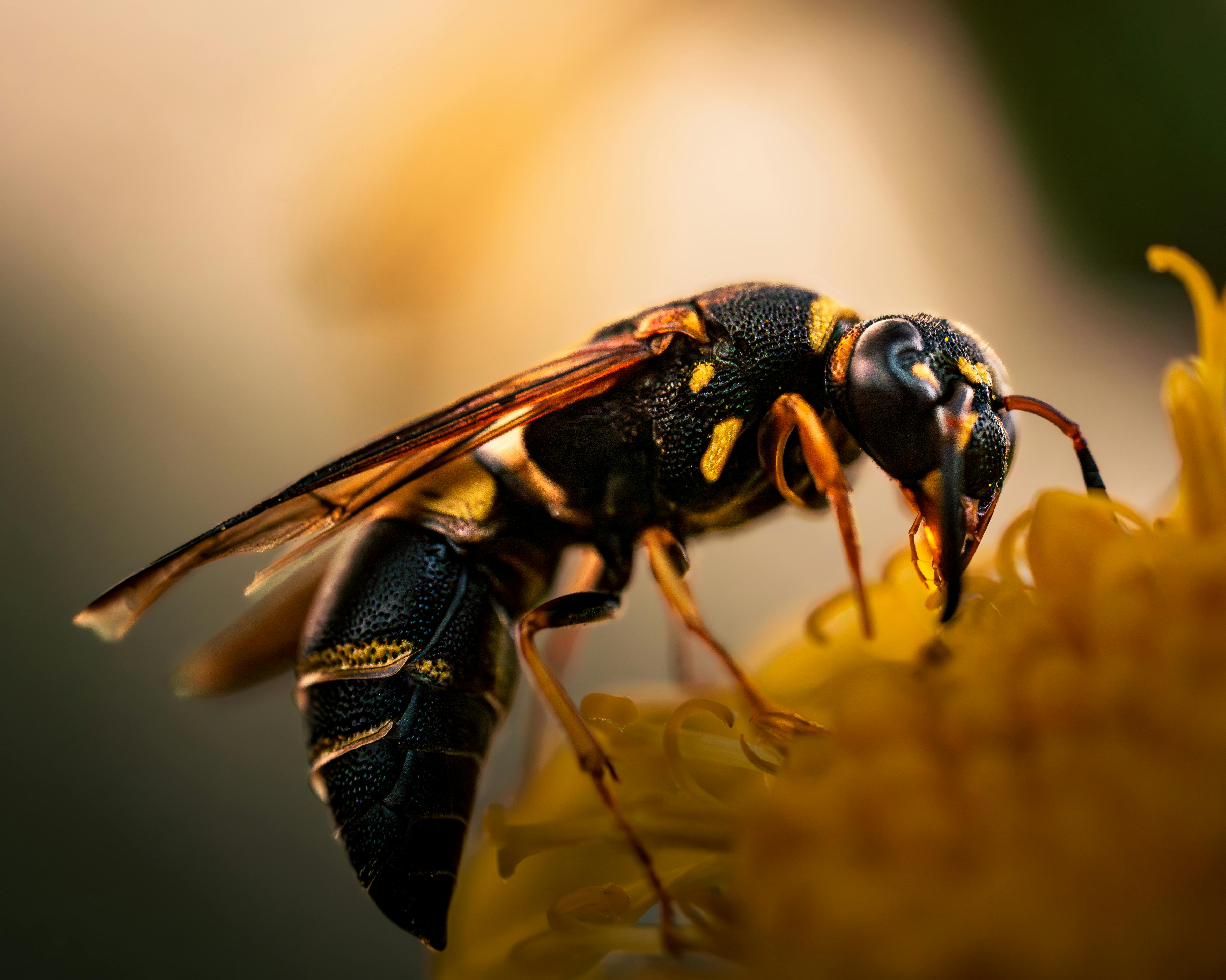 Macro photograph of a wasp feeding on a yellow flower, showcasing intricate details.