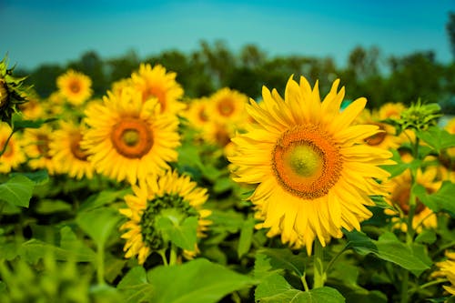 Fotobanka s bezplatnými fotkami na tému botanický, dedinský, farba