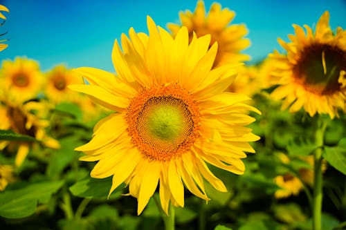 Fotobanka s bezplatnými fotkami na tému botanický, dedinský, farba