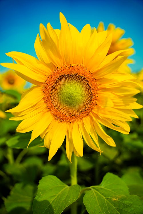 Fotobanka s bezplatnými fotkami na tému botanický, dedinský, farba