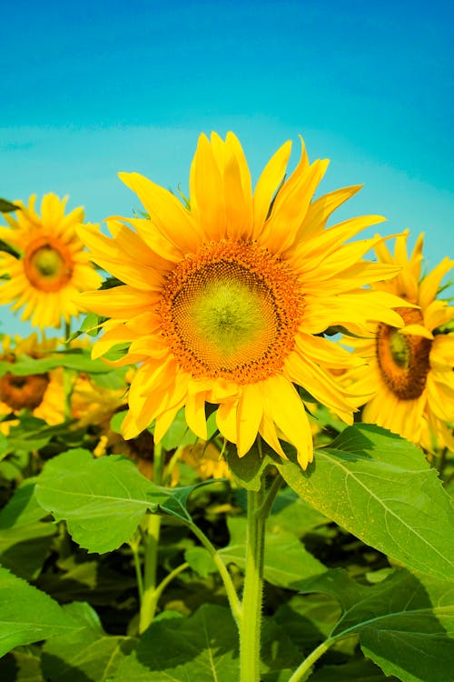 Fotobanka s bezplatnými fotkami na tému botanický, dedinský, farba