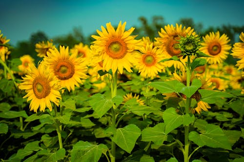 Fotobanka s bezplatnými fotkami na tému botanický, dedinský, farba