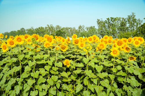 Fotobanka s bezplatnými fotkami na tému botanický, dedinský, farba