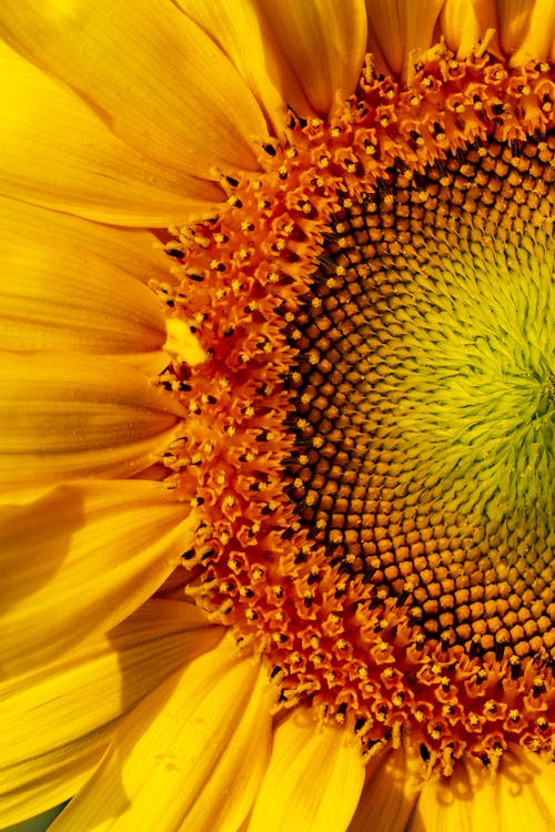 Fotobanka s bezplatnými fotkami na tému botanický, dedinský, farba