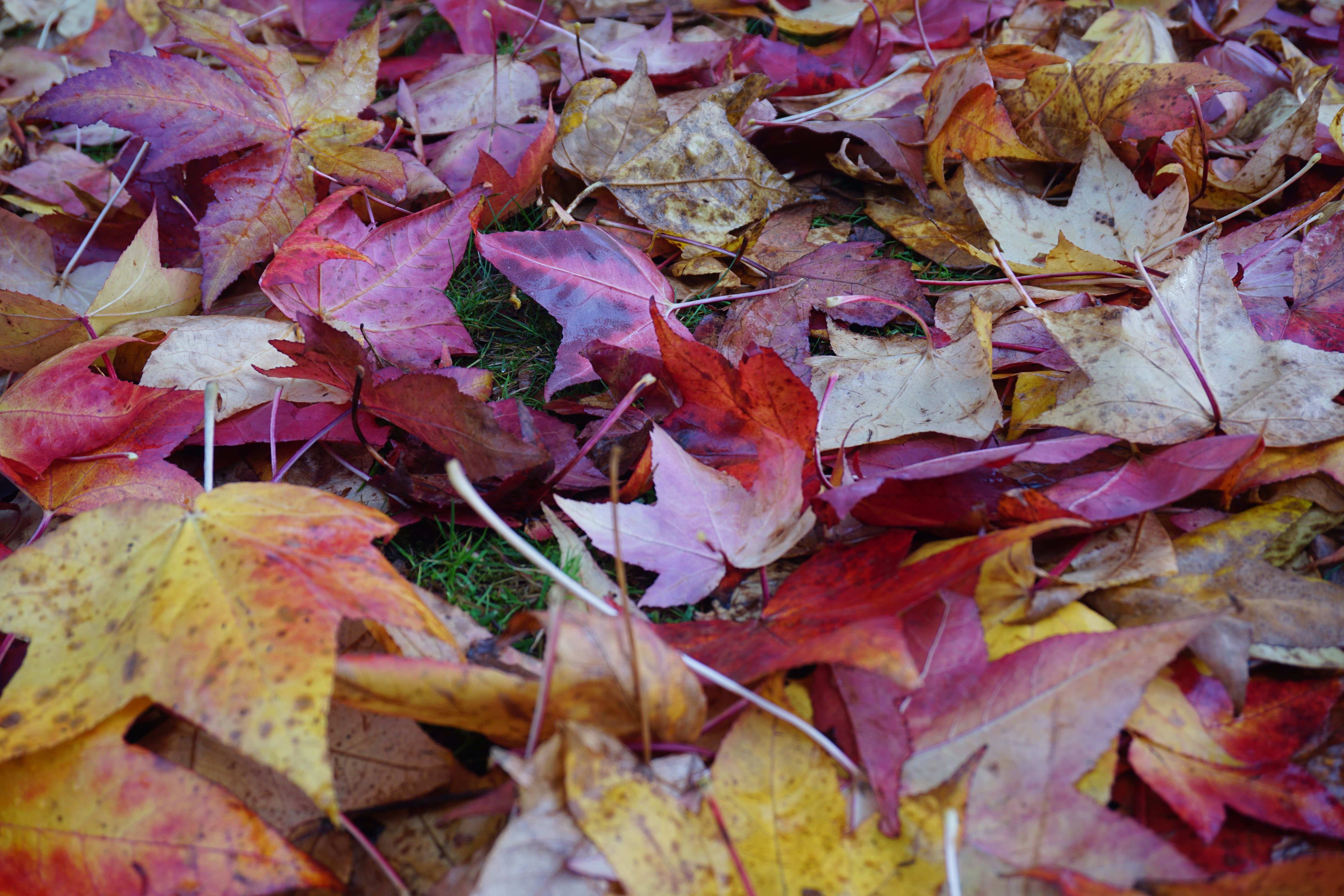 Vibrant fallen autumn leaves in shades of red, orange, and yellow.. vibrant, fallen, autumn