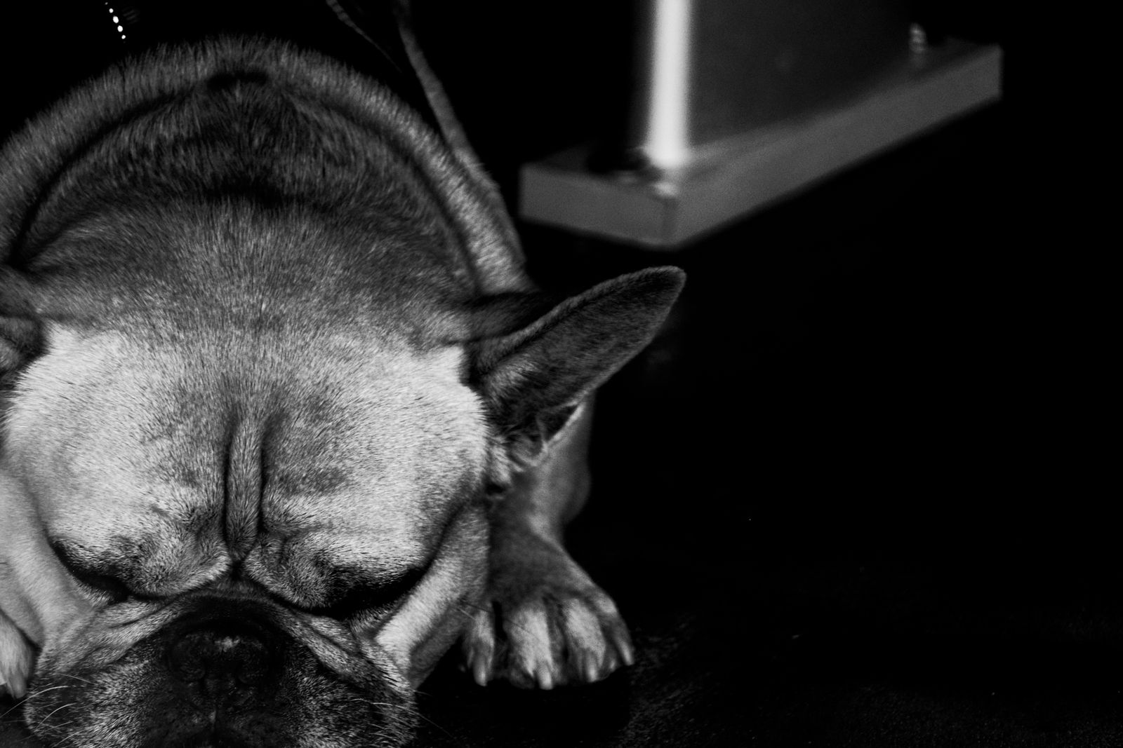 Gros plan en noir et blanc d'un bouledogue français endormi au sol
