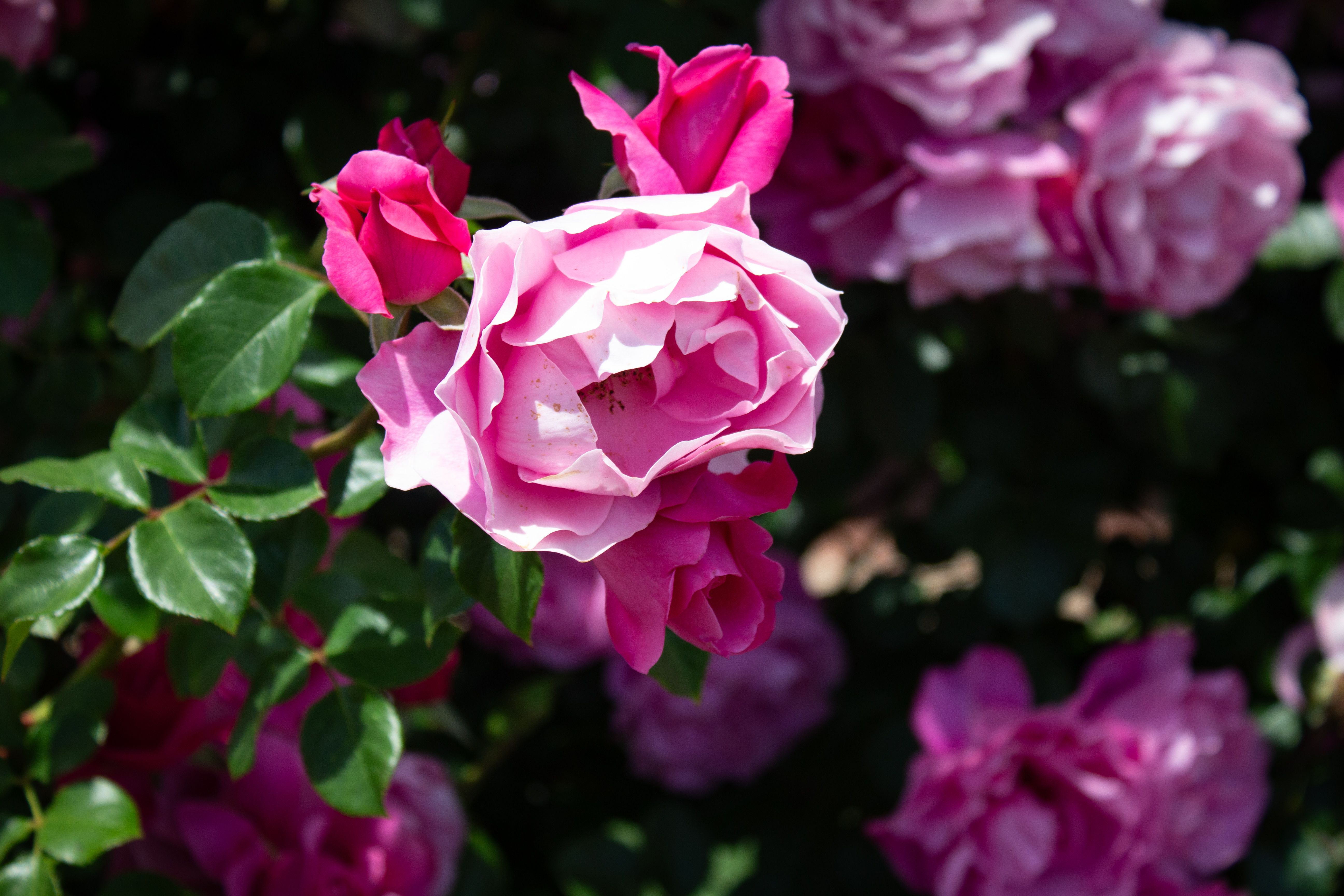 Close-Up of Vibrant Pink Roses in Bloom · Free Stock Photo