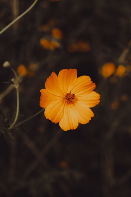 Free Close-up of a vibrant orange flower with dark background in Dhaka, Bangladesh. Stock Photo