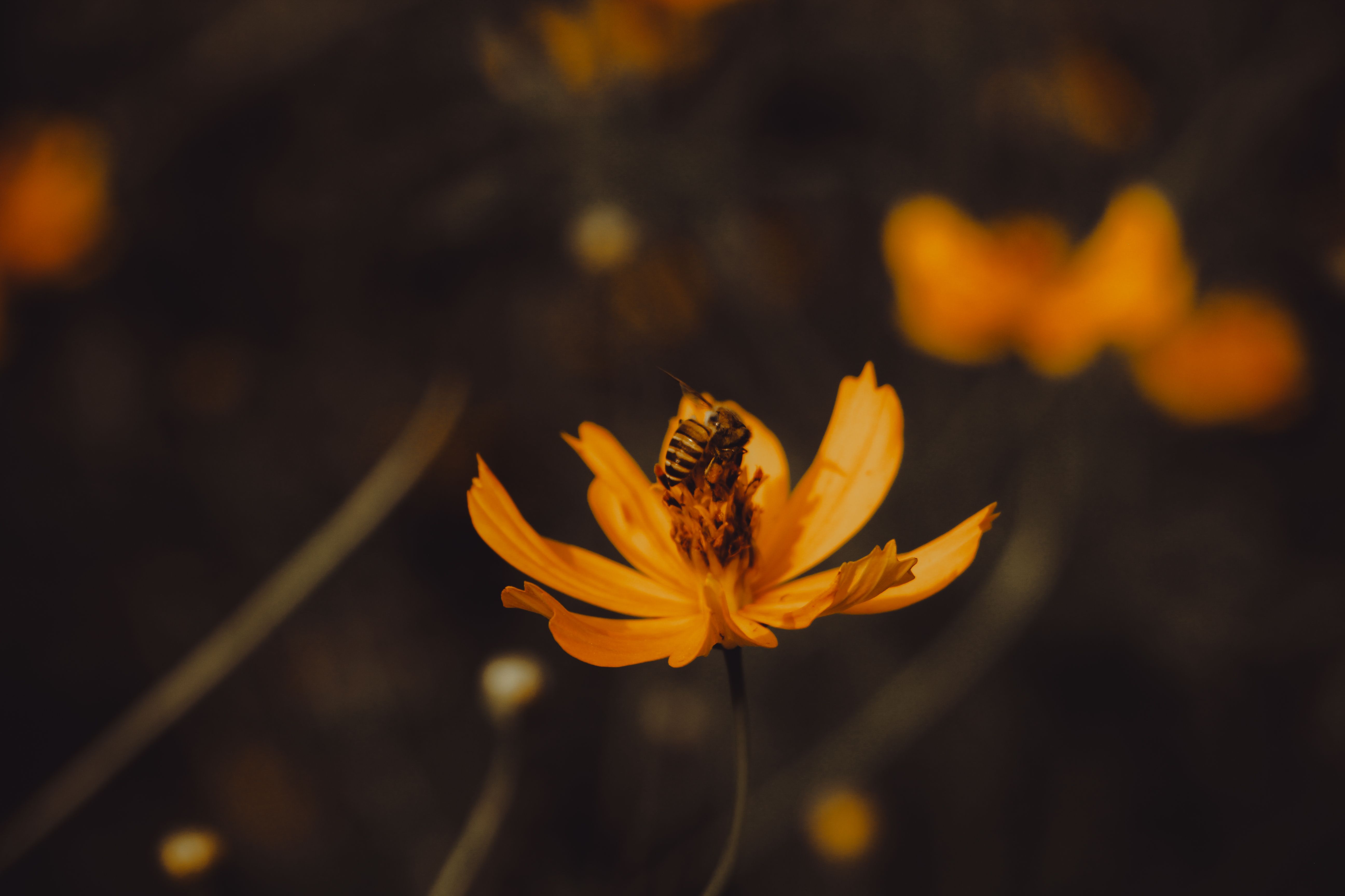 Spring Insect Photos, Download The BEST Free Spring Insect Stock Photos ...