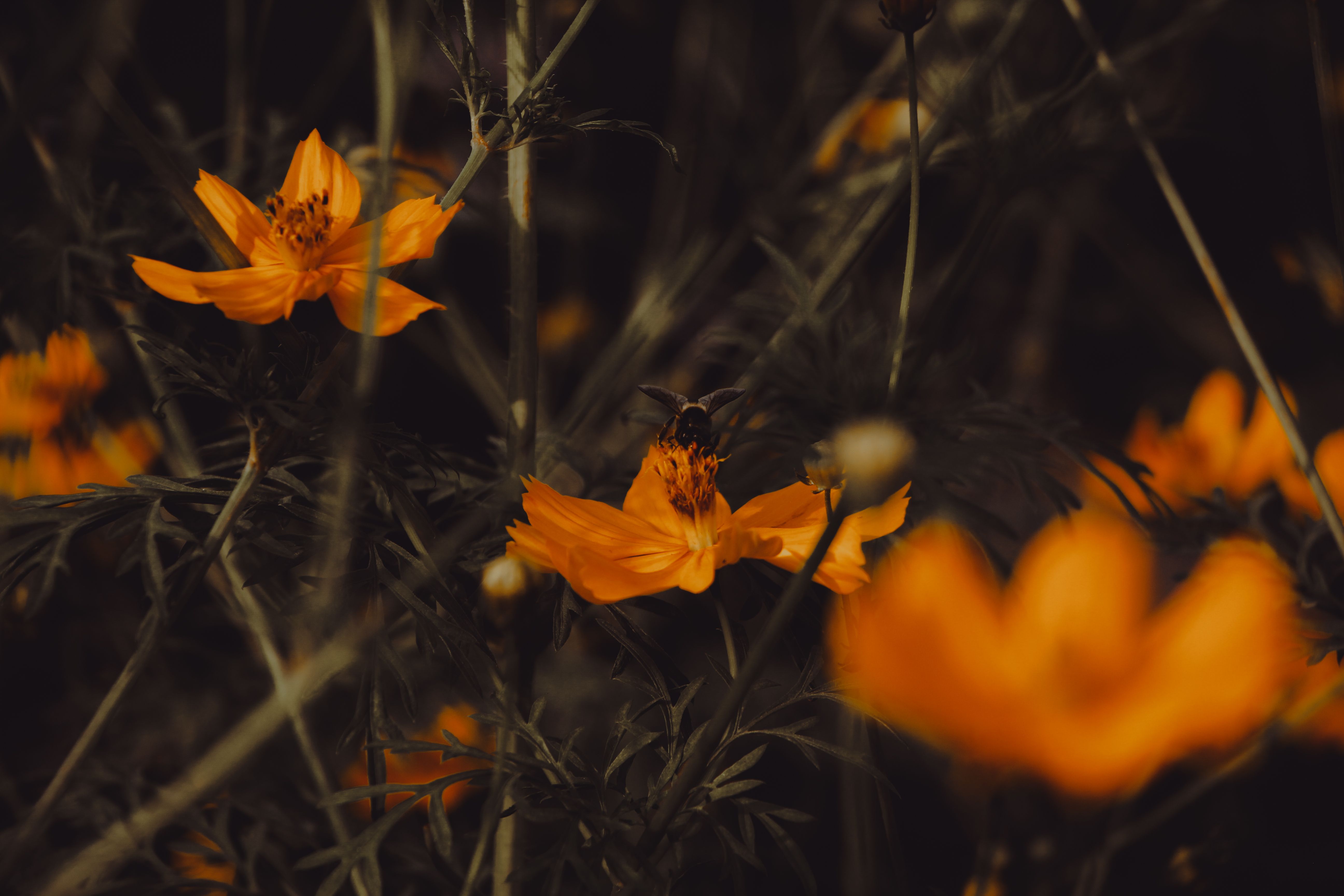 Bee on Vibrant Orange Flowers in Dhaka · Free Stock Photo