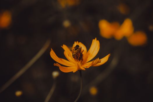 A close-up of a bee on a vibrant orange flower in Dhaka, showcasing nature's beauty.