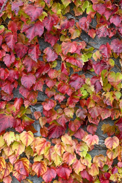 Free A stunning display of red and green boston ivy leaves in autumn, climbing a wall in Waterford, Connecticut. Stock Photo