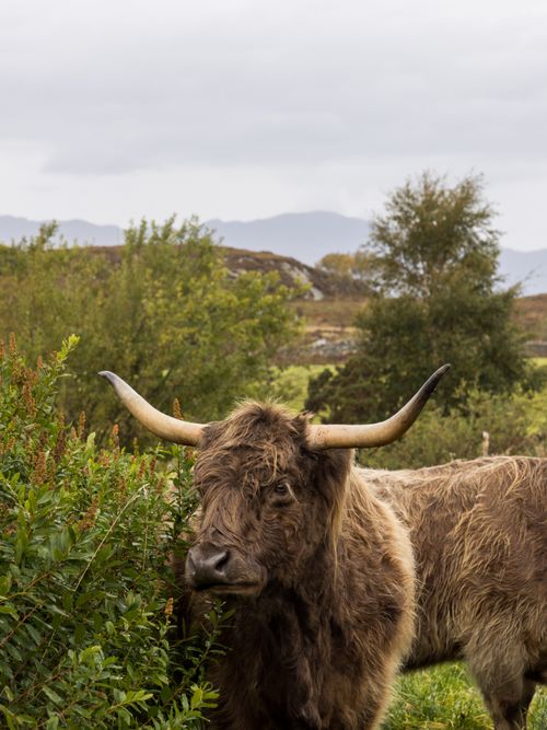 Free A majestic Highland cow grazing among lush greenery with a scenic mountain backdrop. Stock Photo