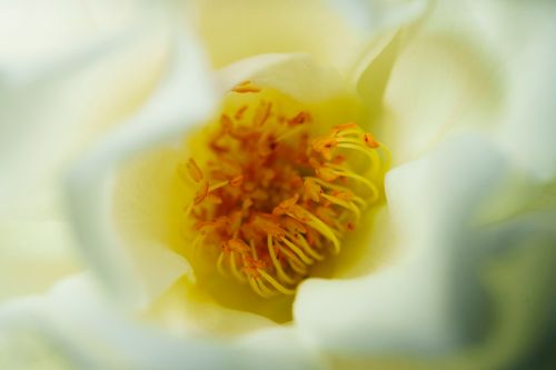 Free Intimate close-up of a yellow flower's stamen, showcasing vibrant colors and delicate details. Stock Photo