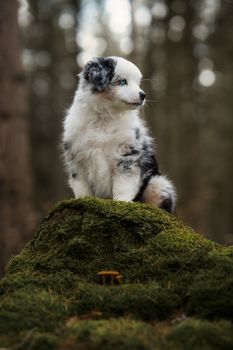 一只可爱的澳大利亚牧羊犬幼犬坐在森林里一块长满青苔的岩石上。 - 相关推荐