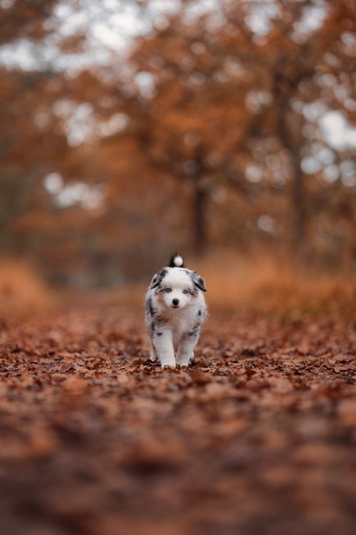 Cute Puppy Strolling Through Autumn Path · Free Stock Photo