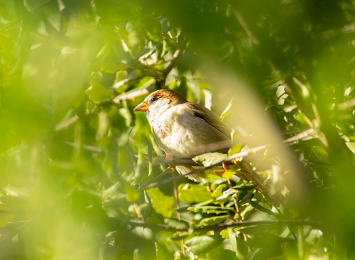 Free A sparrow resting on tree branches surrounded by vibrant green leaves in sunlight. Stock Photo