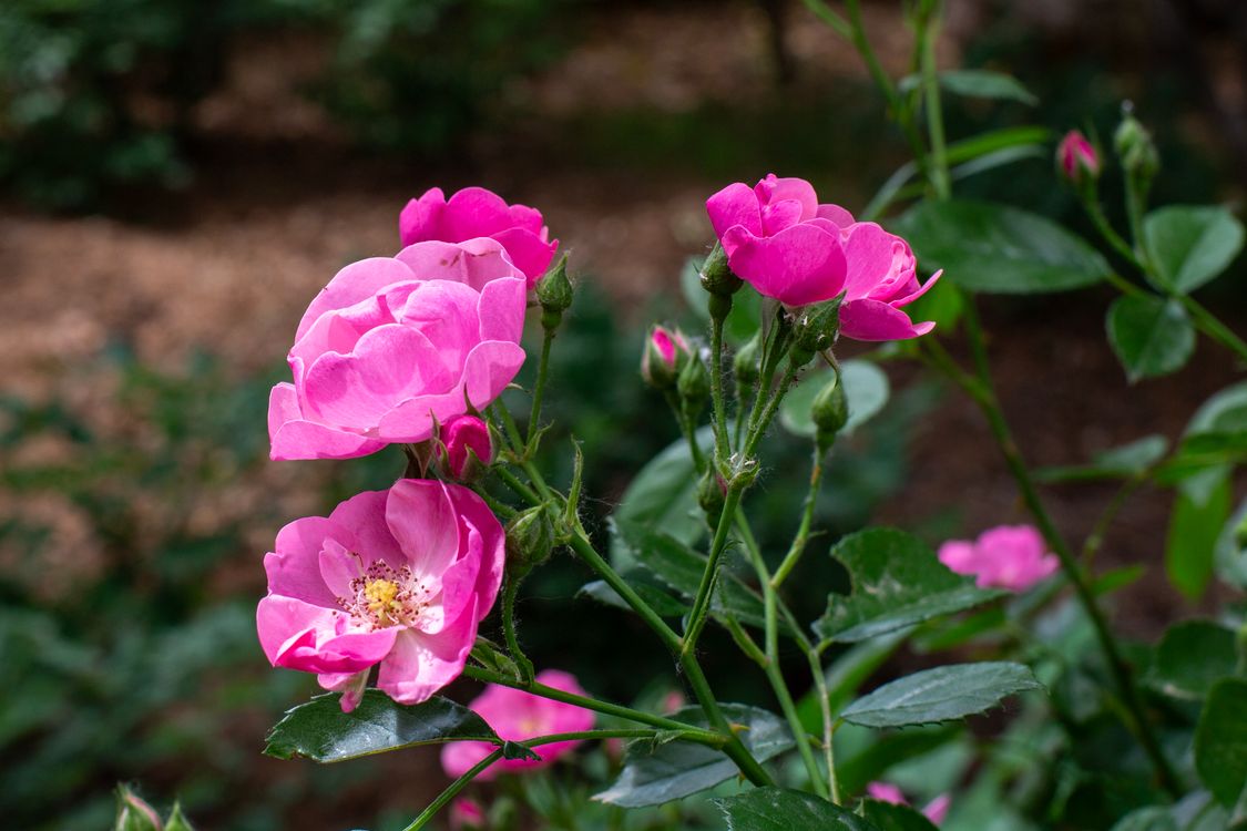 Pink Roses Outside Vibrant Pink Roses in Bloom Outdoors · Free Stock Photo