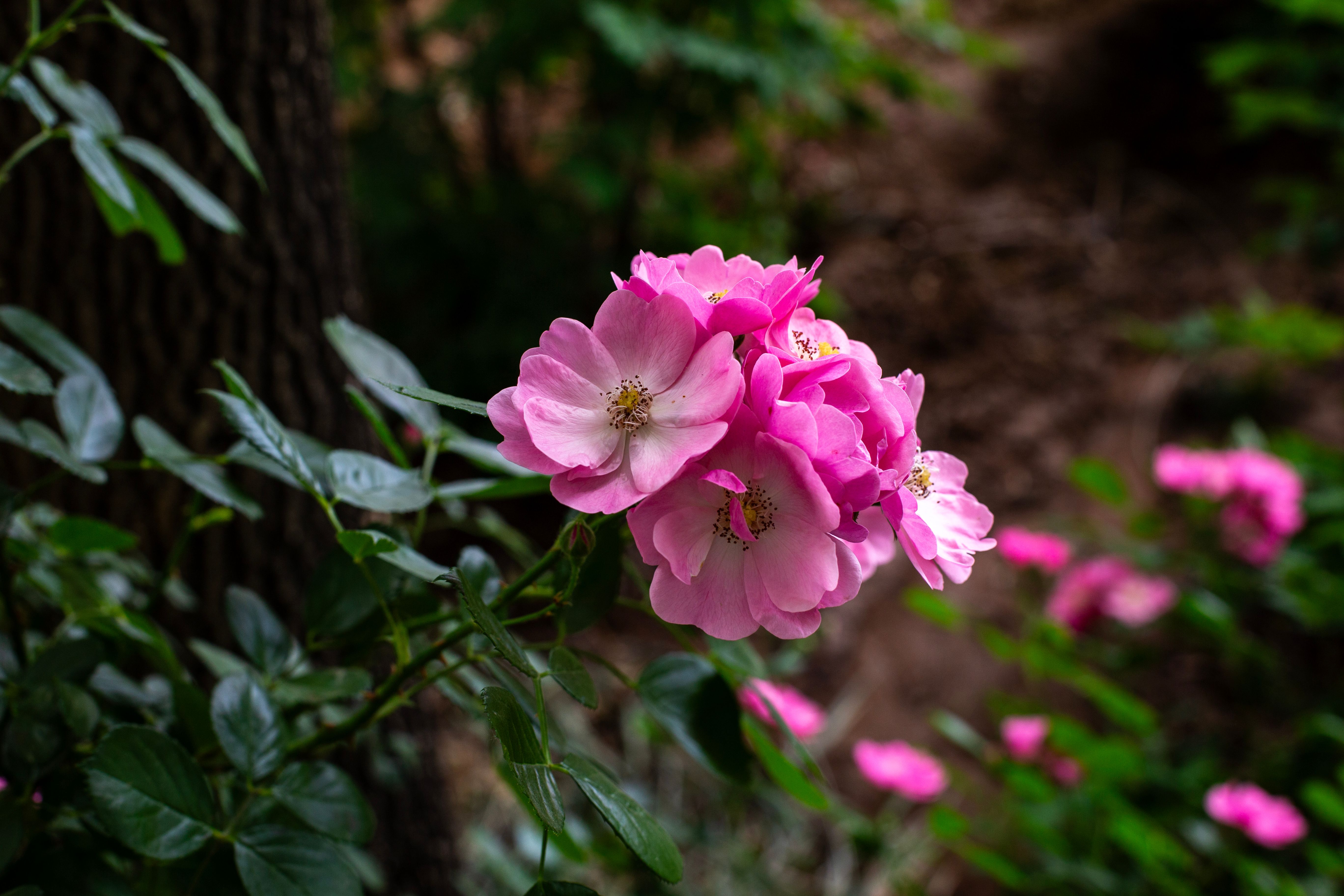 Vibrant Pink Roses in a Lush Garden Setting · Free Stock Photo