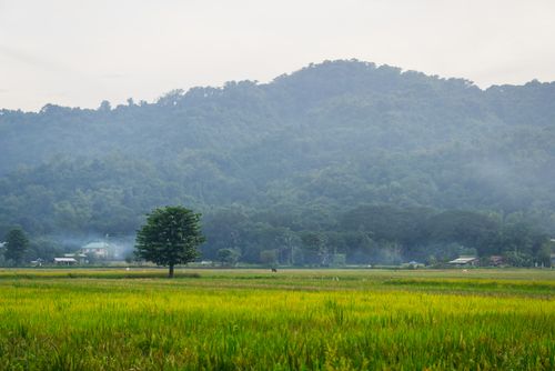 Free A solitary tree stands in a vibrant green field against a backdrop of misty mountains. Stock Photo