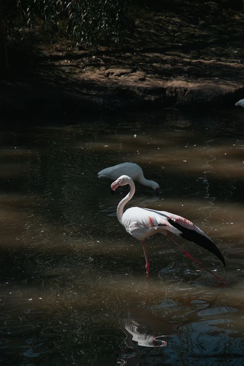 Free Graceful flamingos wading in a tranquil pond in Hungary, capturing nature's beauty. Stock Photo