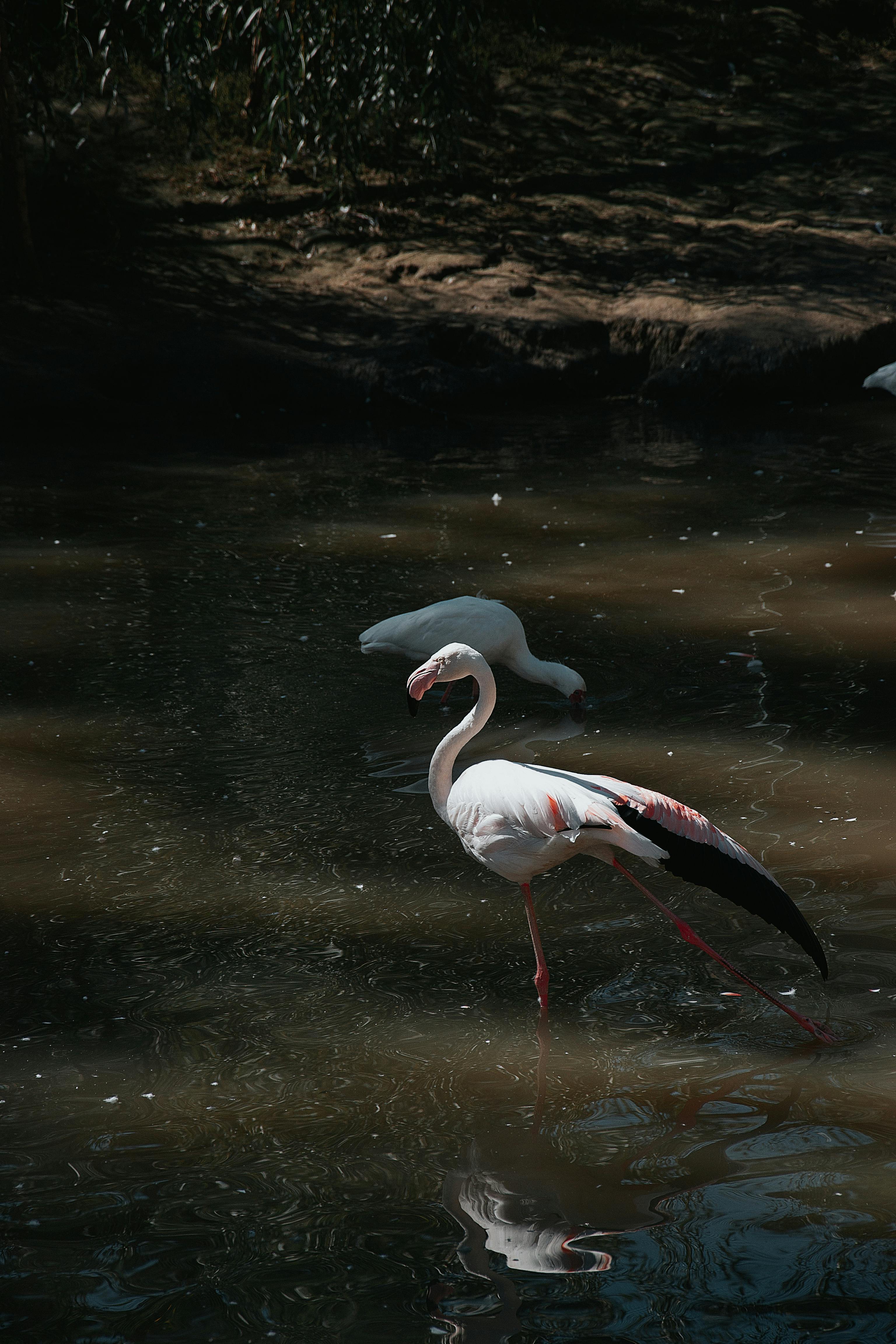 De franc Flamencs elegants que caminen en un estany tranquil a Hongria, capturant la bellesa de la natura. Foto d'estoc