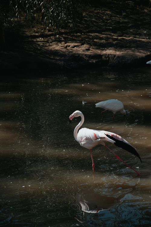 Free A graceful flamingo wades through a serene pond in Hungary, captured in natural light. Stock Photo