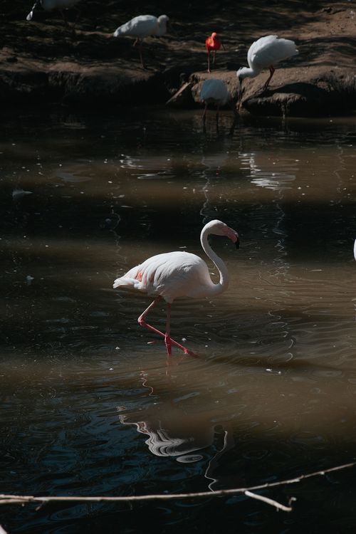 Free Pink flamingo gracefully wading in a serene pond in Hungary, capturing nature's elegance. Stock Photo