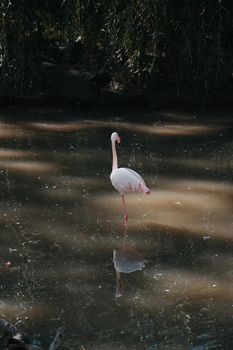 A solitary flamingo stands gracefully in a serene pond in Hungary.