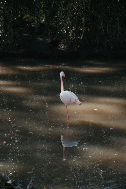 Free A solitary flamingo stands gracefully in a serene pond in Hungary. Stock Photo