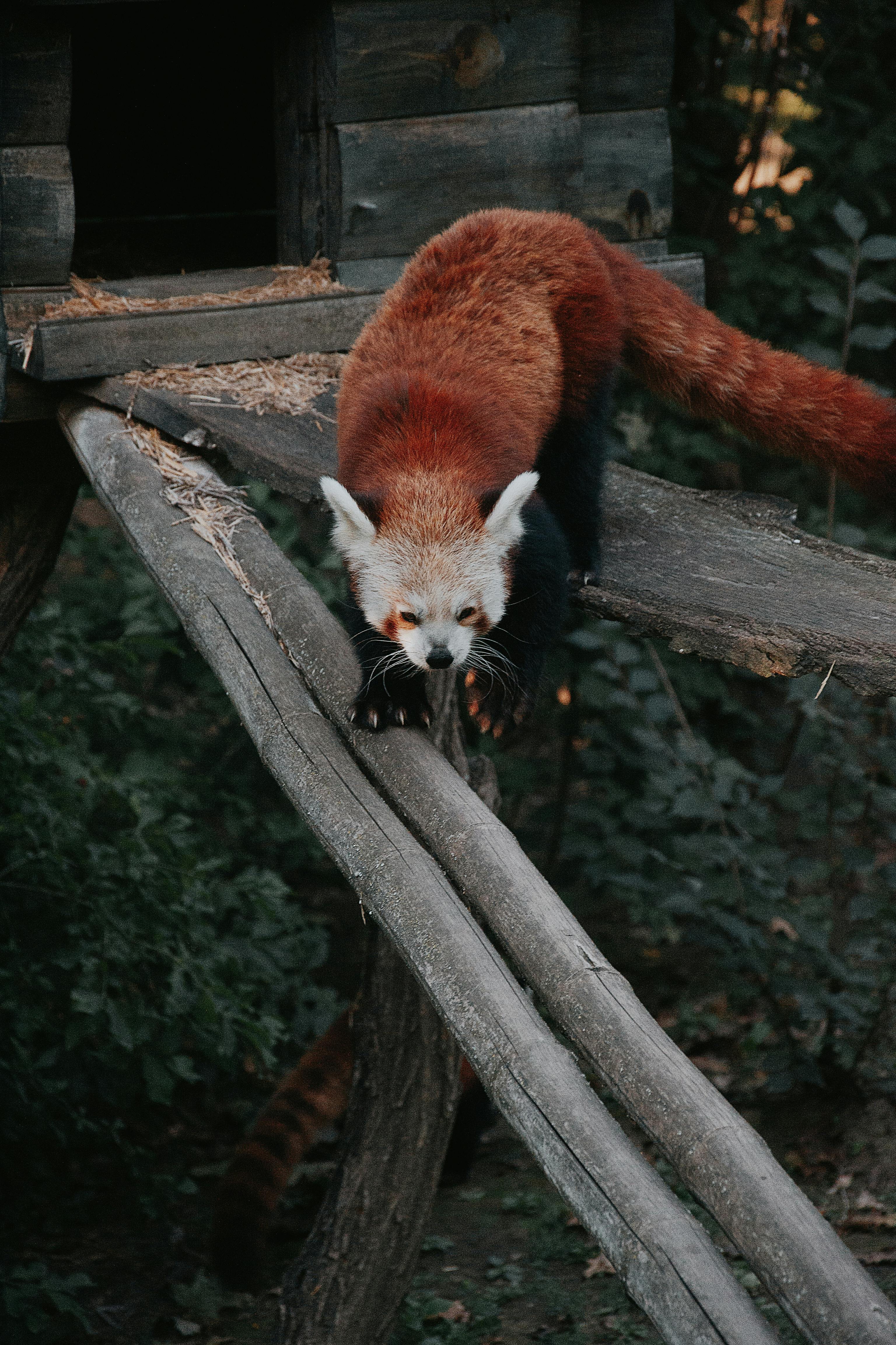 ฟรี แพนด้าแดงกำลังสำรวจถิ่นที่อยู่อาศัยท่ามกลางความเขียวขจีของสวนสัตว์ฮังการี คลังภาพถ่าย